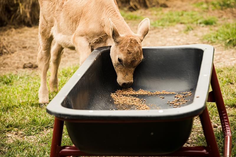 Titan Poly Bunk Feeders
