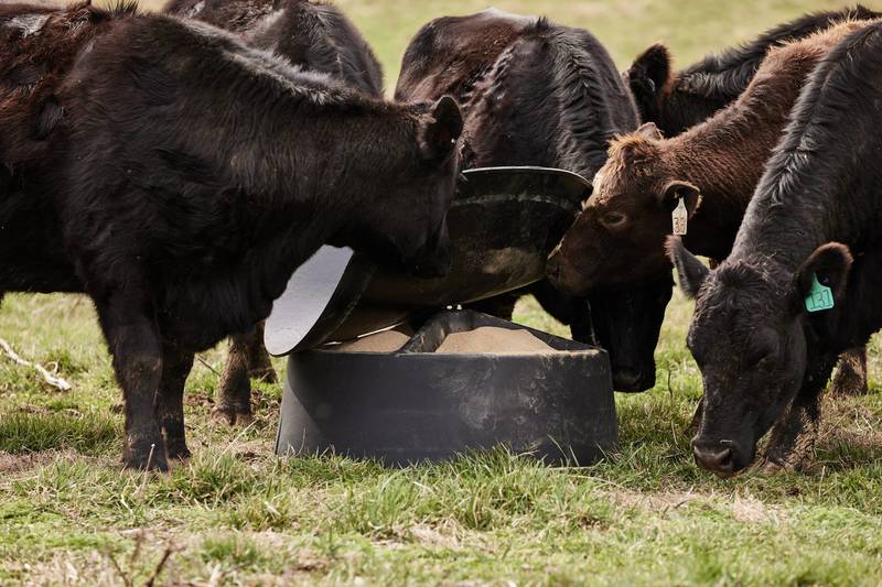 GROUND LEVEL 250 MINERAL FEEDER