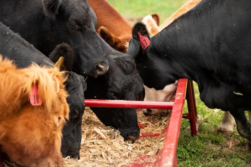 Titan Grain & Silage Feeder