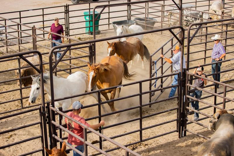 Rough Stock Ride-Thru