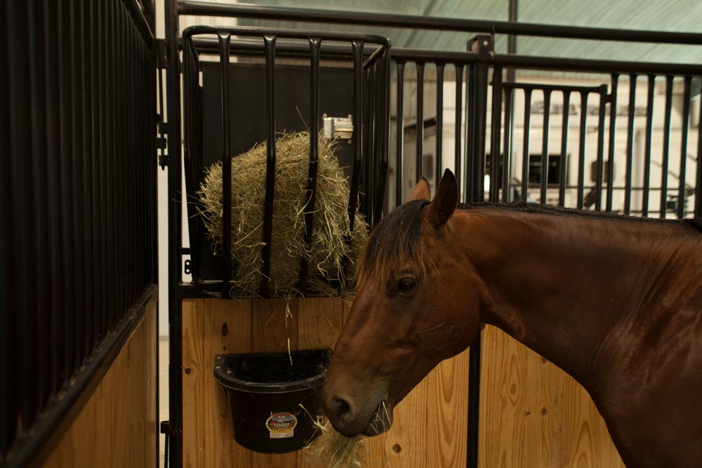 Premier Horse Stall Feeder