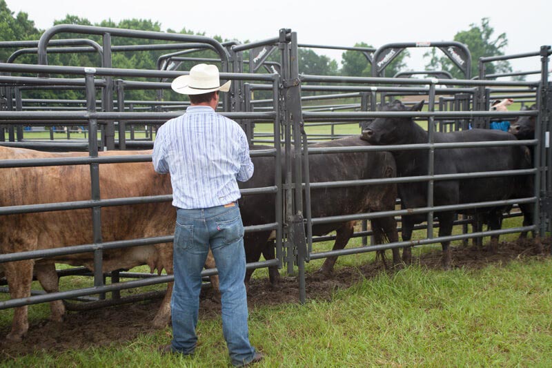 Rough Stock Arena Walk Thru Panels