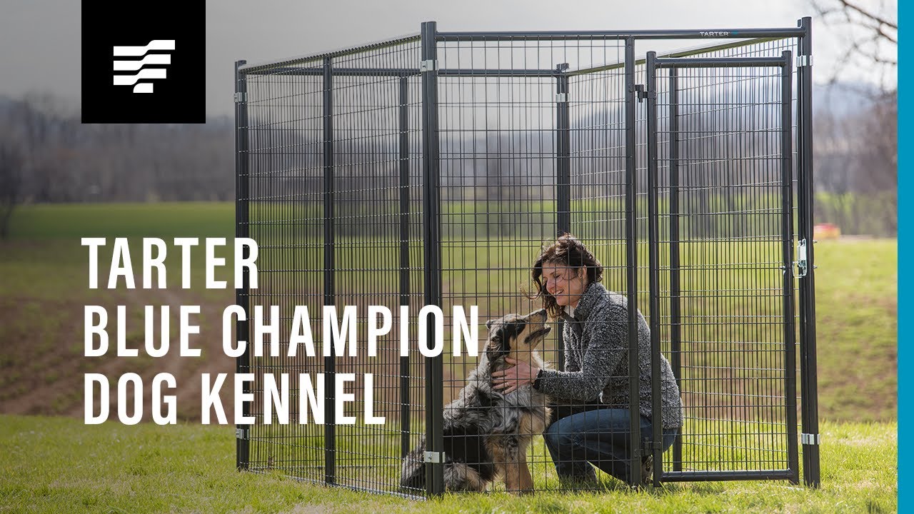 Blue Champion Kennel