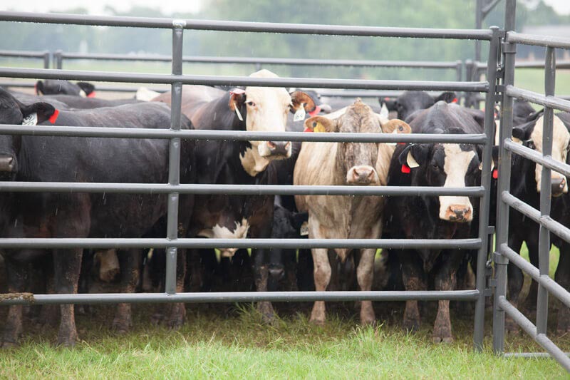 Rough Stock Arena Panels