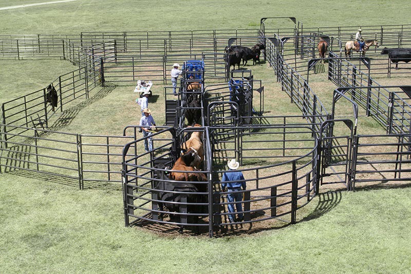 Rough Stock 8' Open Bow Gate