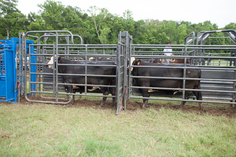 Rough Stock Open Preg Panel w/Sorting Gate