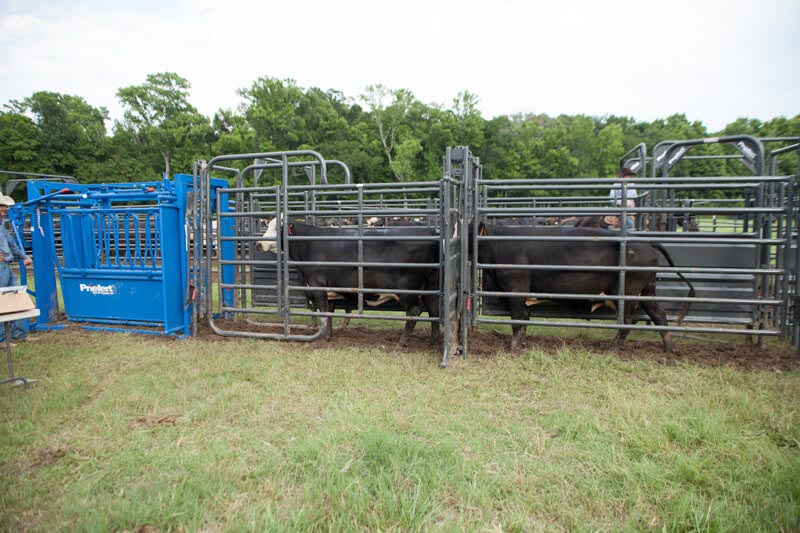 Rough Stock Open Preg Panel w/Sorting Gate