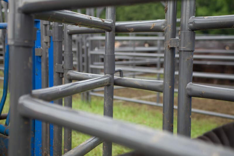 Rough Stock Open Preg Panel w/Sorting Gate