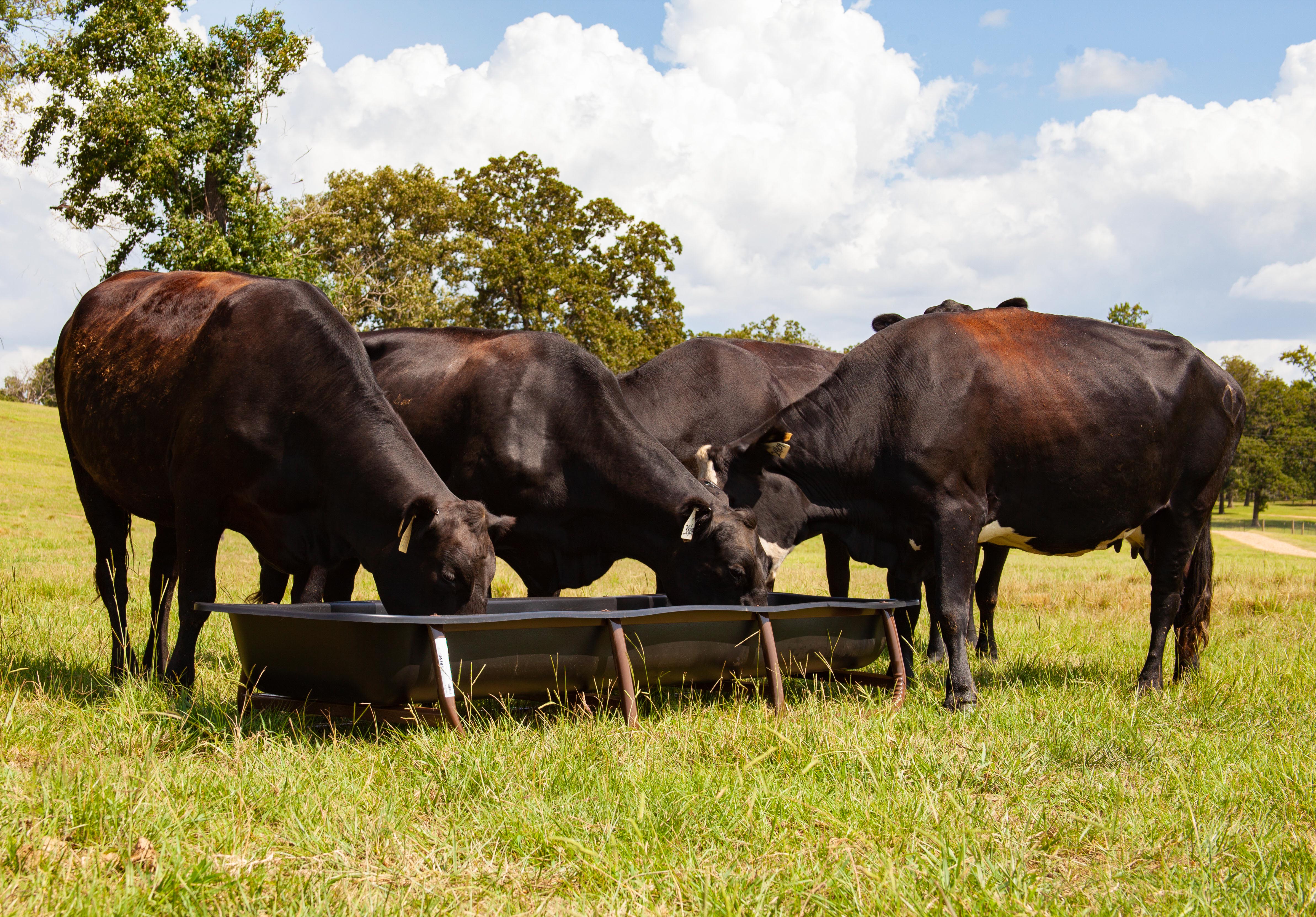 Bunk Feeders w/Drop-In Liners
