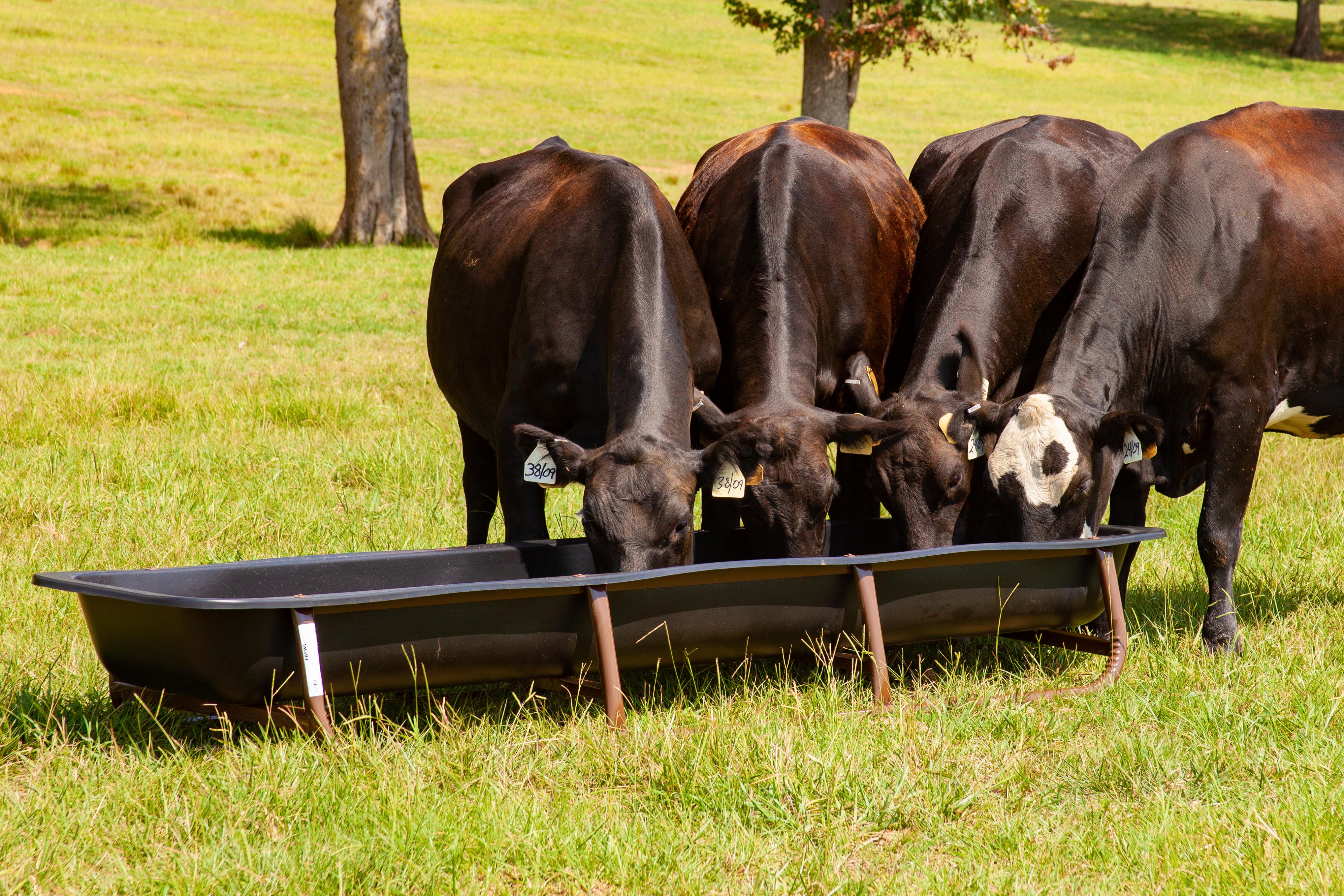 Bunk Feeders w/Drop-In Liners